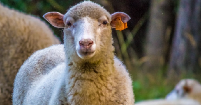 Copertina di Trascinano una pecora nell’area giochi di un parco, la appendono all’altalena, la sgozzano, la cucinano e la mangiano: arrestati