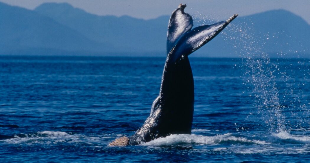 Imparare a parlare con le balene: il programma del Ceti che punta a decifrare la “lingua” dei capodogli