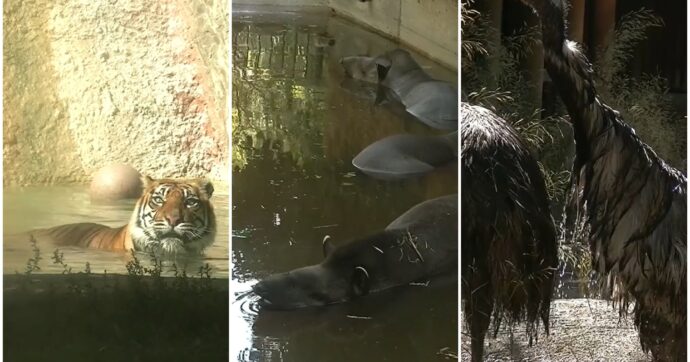 Copertina di Ghiaccioli alla frutta, con il pesce o la carne: i rimedi per salvare gli animali del Bioparco dal caldo estremo