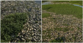 Copertina di Milioni di pesci morti in putrefazione galleggiano nel fiume Piracicaba: “Uccisi da uno scarico illegale di rifiuti industriali tossici”