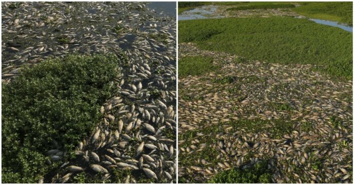 Copertina di Milioni di pesci morti in putrefazione galleggiano nel fiume Piracicaba: “Uccisi da uno scarico illegale di rifiuti industriali tossici”