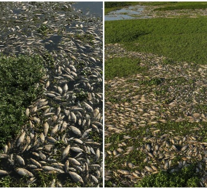 Milioni di pesci morti in putrefazione galleggiano nel fiume Piracicaba: “Uccisi da uno scarico illegale di rifiuti industriali tossici”