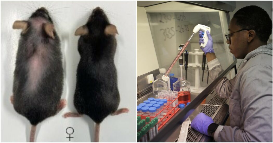L’elisir di lunga vita (per ora solo dei topi): sperimentato un farmaco che allunga la vita degli animali del 25 per cento