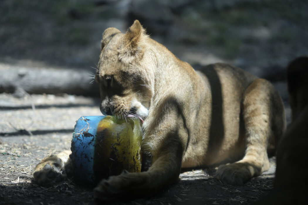 “Cuccioli di leone separati dalla madre per essere accarezzati dai turisti, poi massacrati e cacciati”: la denuncia degli animalisti
