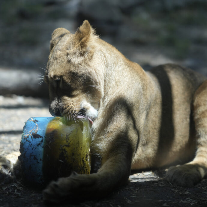 “Cuccioli di leone separati dalla madre per essere accarezzati dai turisti, poi massacrati e cacciati”: la denuncia degli animalisti