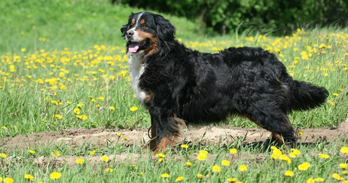 “Mia sorella è ossessionata dal suo cane, ma io non voglio un bovaro del bernese al mio matrimonio: deve scegliere, o lui o me”