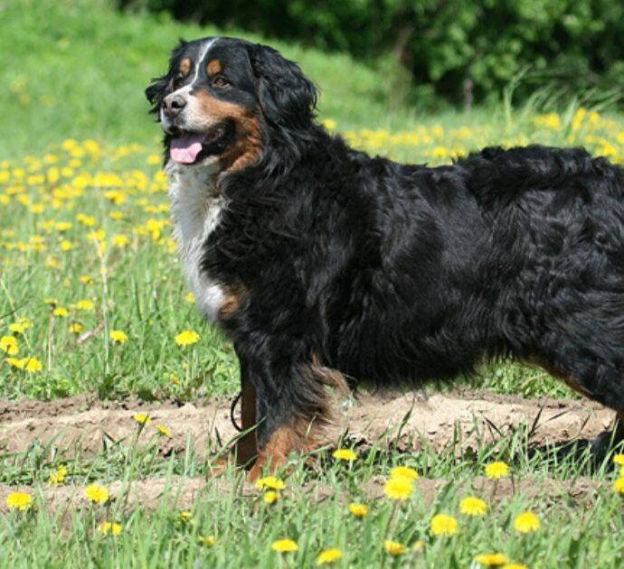 “Mia sorella è ossessionata dal suo cane, ma io non voglio un bovaro del bernese al mio matrimonio: deve scegliere, o lui o me”