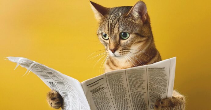 Uomini e gatti: per i miao però noi non esistiamo…
