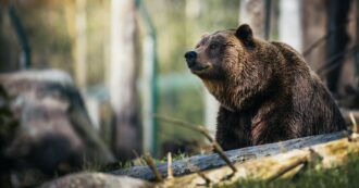 Copertina di Sospeso di nuovo l’abbattimento dell’orsa Kj1. Leal: “Gli animali non siano vittime delle decisioni scellerate della Provincia”