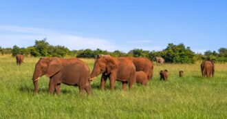 Copertina di Kenya, il perfetto mix di avventura e relax