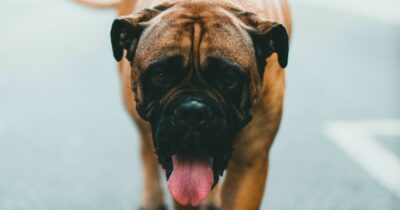 Copertina di Perseguita i vicini e sfregia il loro cane con l’acido: “Ha procurato gravi lesioni all’animale”. Scatta la misura cautelare