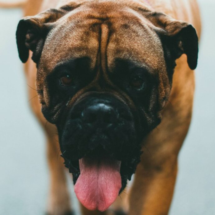 Taglia la testa a un cane con il coltello da cucina e aggredisce i poliziotti: arrestato un uomo di 40 anni