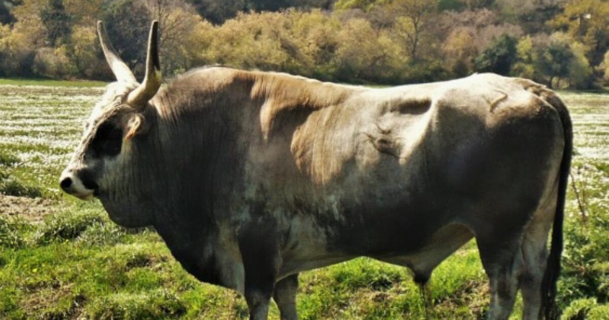 Fa una gita tranquilla con la famiglia ma un toro lo attacca alle spalle: grave incidente a Verteglia