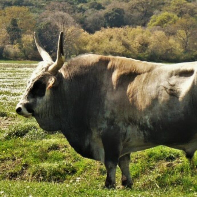 Fa una gita tranquilla con la famiglia ma un toro lo attacca alle spalle: grave incidente a Verteglia