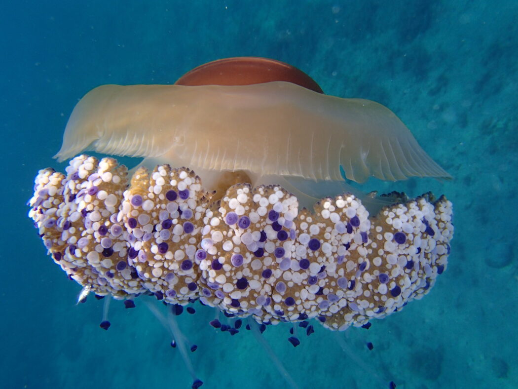 Allarme per l’invasione di medusa “uovo fritto”: ecco cos’è e come riconoscerla