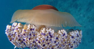 Copertina di Allarme per l’invasione di medusa “uovo fritto”: ecco cos’è e come riconoscerla