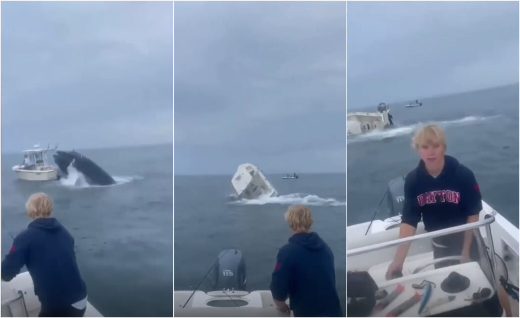 Balena salta fuori dall’acqua e atterra su una barca ribaltandola: salvi per miracolo i due a bordo – VIDEO