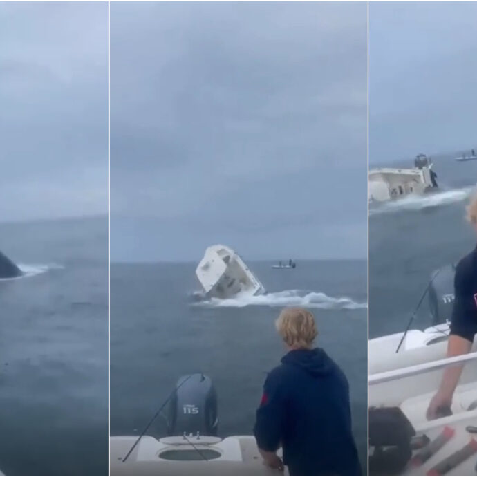 Balena salta fuori dall’acqua e atterra su una barca ribaltandola: salvi per miracolo i due a bordo – VIDEO