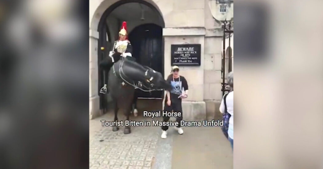Turista si avvicina per scattare una foto, il cavallo della guardia di Re Carlo III la morde – Video