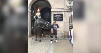 Copertina di Turista si avvicina per scattare una foto, il cavallo della guardia di Re Carlo III la morde – Video