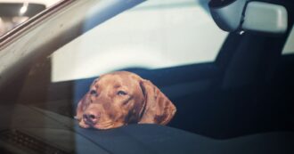 Copertina di Vanno a fare un aperitivo e lasciano il cane chiuso in auto: denunciati