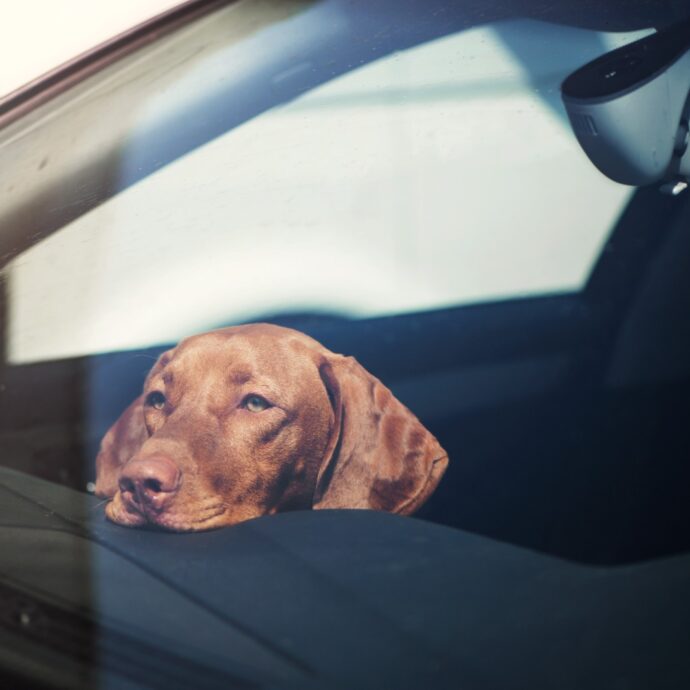 Vanno a fare un aperitivo e lasciano il cane chiuso in auto: denunciati