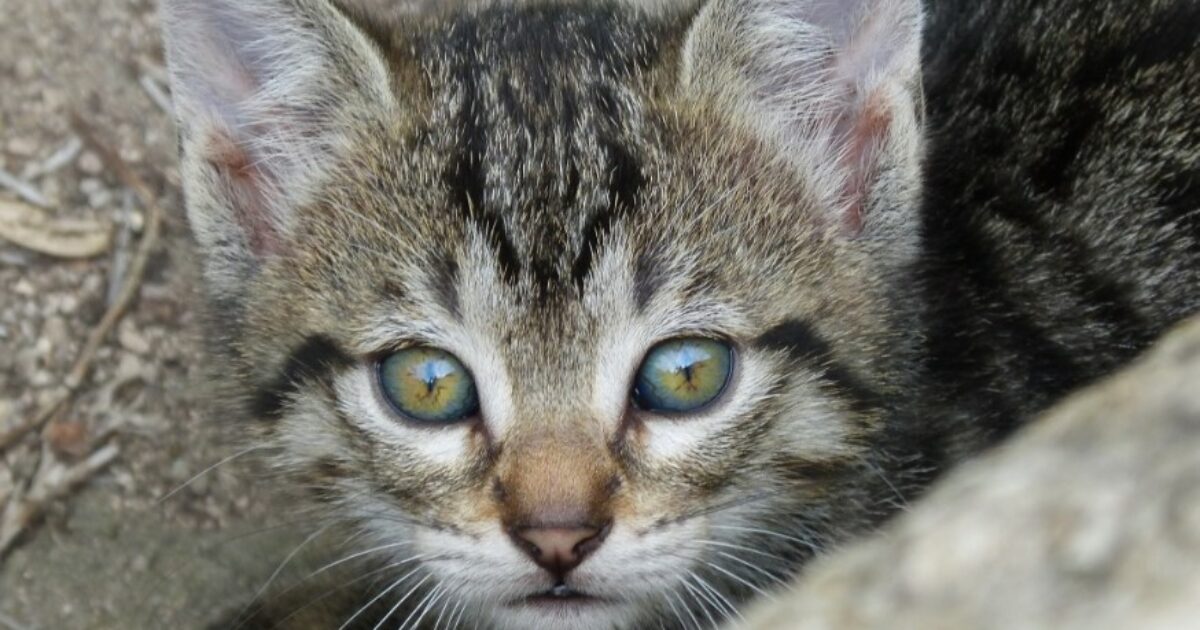 Gatto lanciato da un’auto in corsa: un’automobilista assiste al vile gesto e adotta il felino. Ecco cosa è successo