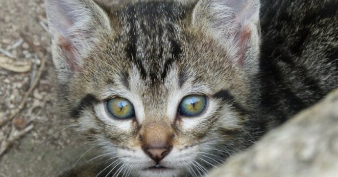 Copertina di “C’è qualcuno che spara frecce ai gatti con una balestra”: il micio infilzato operato d’urgenza