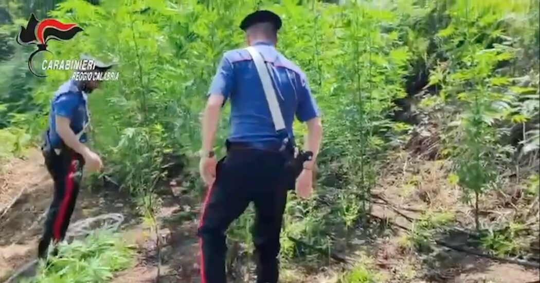 Reggio Calabria, scoperta maxi coltivazione di marijuana con 2700 piante: arrestato 21enne sorpreso a controllare il sistema di irrigazione