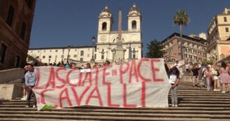 Copertina di Blitz animalista in Piazza di Spagna contro le botticelle: “Cavalli trascinati in giro per Roma con caldo e smog. Basta sfruttamento”