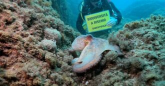 Copertina di Aree protette? Solo sulla carta e riguardano meno dell’1% del mare. Greenpeace smentisce il dato ufficiale del governo che  parla dell’11,6%