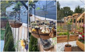 Copertina di “Paghi il tuo vicino di casa 300 euro per innaffiare le tue piante, ma le trovi morte”: lo sfogo su TikTok di una donna tornata dalle vacanze