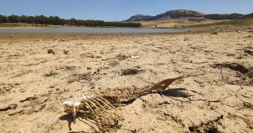 Siccità in Sicilia, la sofferenza degli invasi di acqua quasi a secco. Il lago di Piana degli Albanesi ridotto a una pozzanghera