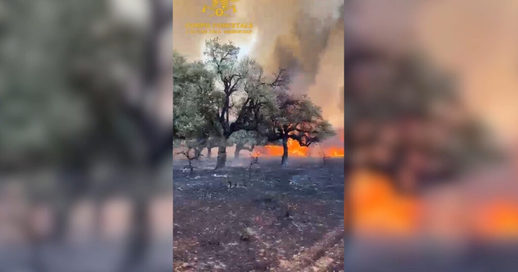 Vasto incendio nel Nuorese, in fumo già 700 ettari di bosco: in azione quattro Canadair e cinque elicotteri – Video