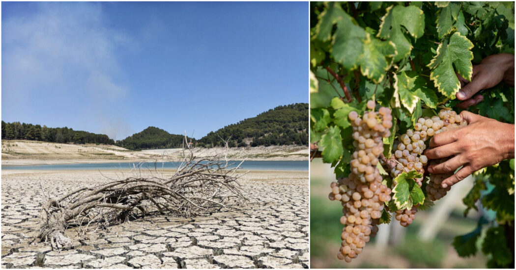Uva bruciata e piante che non crescono, la viticoltura in Sicilia stravolta dalla siccità: “Costretti a vendemmiare ora, così non si va avanti”