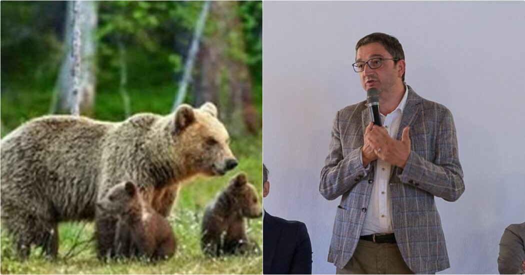 È stata uccisa l’orsa Kj1. Il presidente della Provincia di Trento: “Esemplare pericoloso”