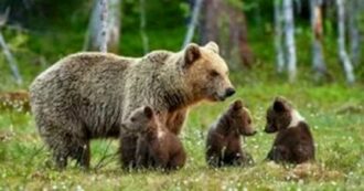 Copertina di L’orsa JJ4 trasferita in un parco della Foresta Nera in Germania. Le associazioni: “Perché non in Romania?”. Nel 2023 uccise Andrea Papi