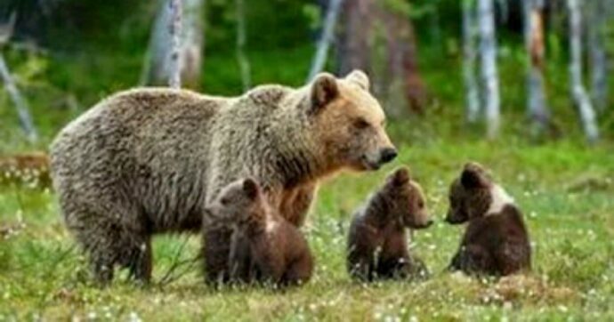 L’orsa JJ4 trasferita in un parco della Foresta Nera in Germania. Le associazioni: “Perché non in Romania?”. Nel 2023 uccise Andrea Papi