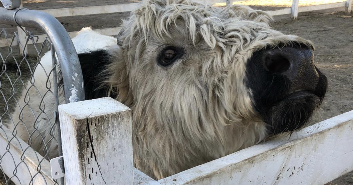 Latte fresco tutte le mattine, tante coccole per i bimbi e un tosaerba biologico: tutti pazzi per le mini mucche