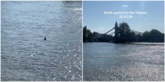 Copertina di Uno squalo nuota indisturbato nel Tamigi, gli esperti: “Niente panico, in quelle acque vivono almeno cinque specie diverse di pescecani” – IL VIDEO