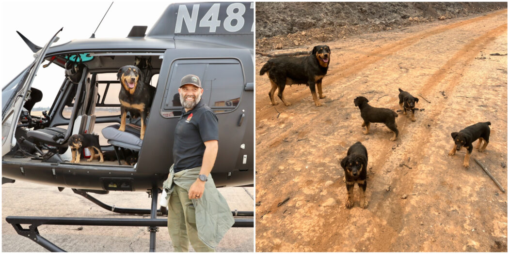 Corre due chilometri per salvare cinque cani da uno dei più vasti incendi di sempre: la storia commovente di Trevor Skaggs