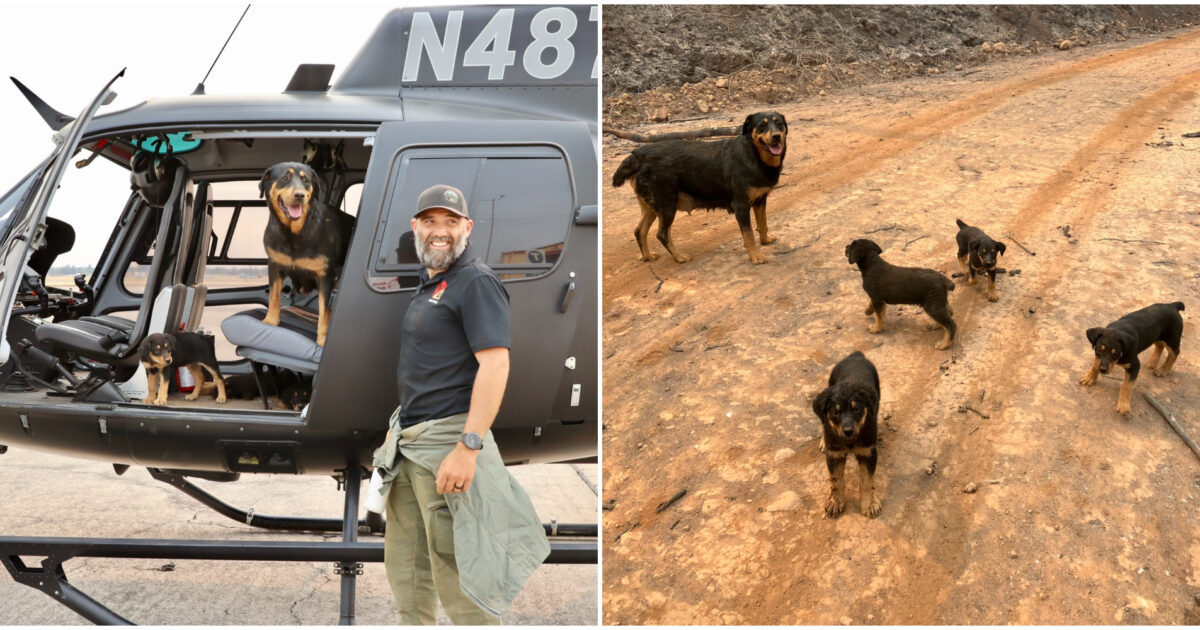 Corre due chilometri per salvare cinque cani da uno dei più vasti incendi di sempre: la storia commovente di Trevor Skaggs