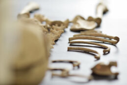 Copertina di Scheletro di bambino ritrovato sotto una casa durante i lavori di ristrutturazione. La polizia: “Una indagine delicata, bisogna stabilire le circostanze della morte”