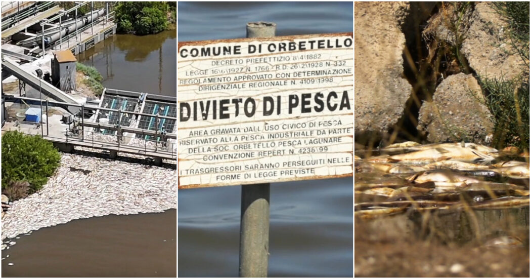 Orbetello e il disastro dei pesci morti. La causa? L’immissione in laguna di tonnellate di fertilizzanti e acque di scarico. Ecco perché non è “colpa del caldo”