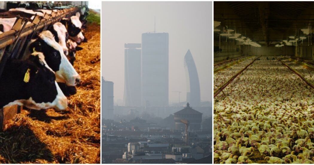 Lombardia, la “regione-allevamento”: almeno tre animali per ciascun abitante. Conseguenze? Veleni nelle acque, aria irrespirabile e smog | la mappa provincia per provincia