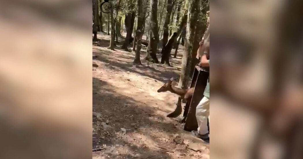 Cerva sarda tenuta in un recinto privato nel Cagliaritano: i carabinieri forestali la liberano e denunciano un uomo – Video