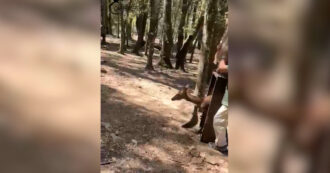 Copertina di Cerva sarda tenuta in un recinto privato nel Cagliaritano: i carabinieri forestali la liberano e denunciano un uomo – Video