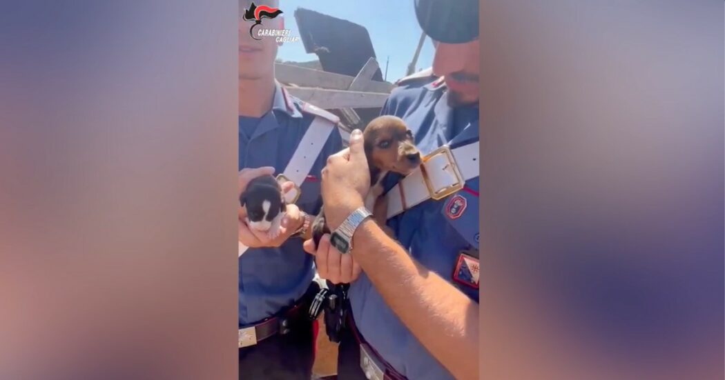 120 animali denutriti, in mezzo a rifiuti e in pessime condizioni di salute: scoperto canile abusivo in provincia di Cagliari