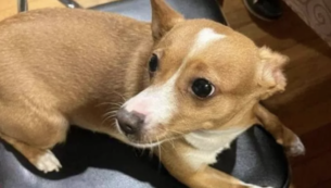 Copertina di Ladri ammazzano brutalmente una cagnolina prima di fuggire dopo il furto in casa. Ecco cos’è successo