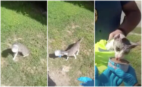 Copertina di Gattino disperato rimane con la testa incastrata in un barattolo, la polizia corre a salvarlo